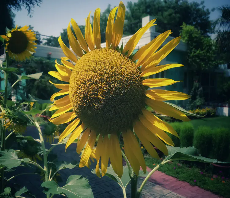 2023-12-09_195539_sunflower.jpeg