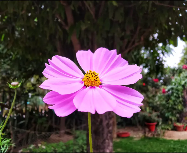 2023-12-09_195759_cosmos-flower.jpeg
