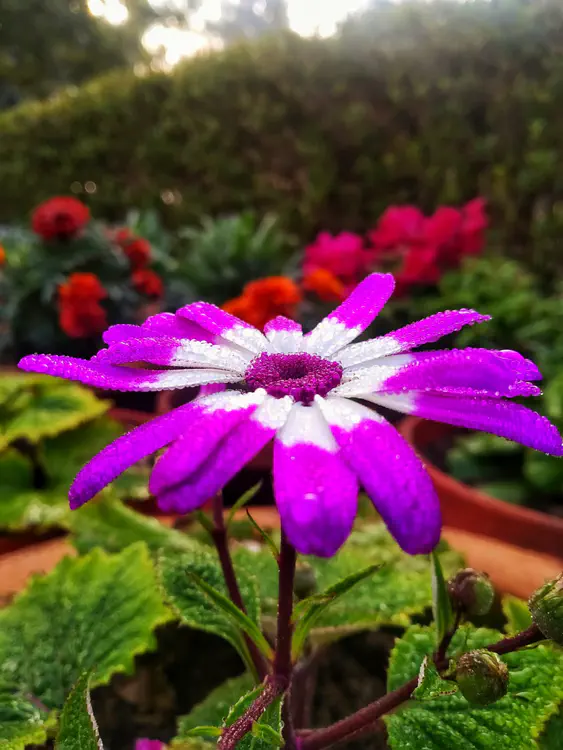 2023-12-09_200113_cineraria-flower.jpeg
