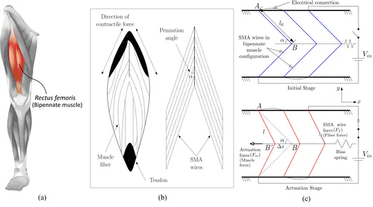 Bioinspired SMA based Actuator